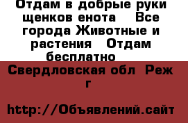 Отдам в добрые руки щенков енота. - Все города Животные и растения » Отдам бесплатно   . Свердловская обл.,Реж г.